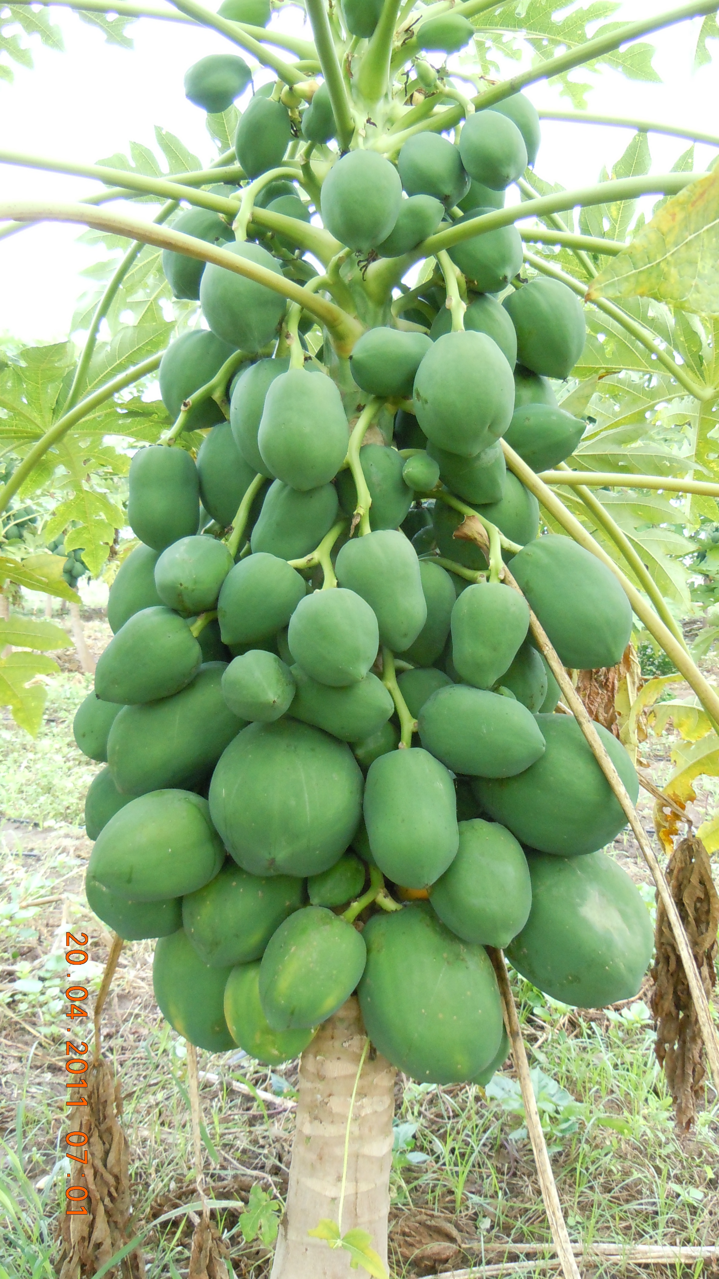 Sustentabilidade e Agronegócio - Mucatine